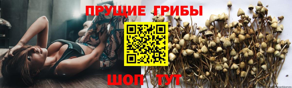 Псилоцибиновые грибы Psilocybe  Вход с VPN  Киров  Галлюциногенные грибы прущие грибы 